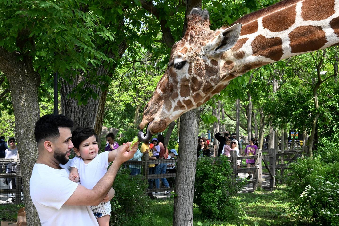 Giraffe Feeding Adventures will be scheduled daily beginning May 23 at Brookfield Zoo Chicago.