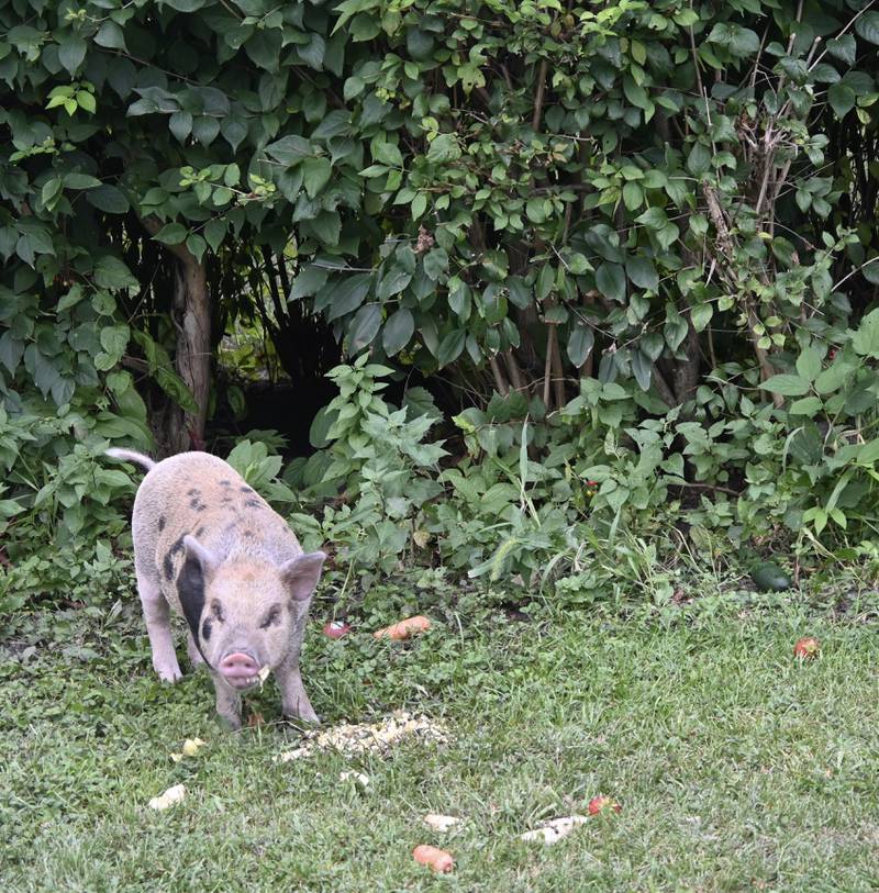 Wilber enjoying his lunch.