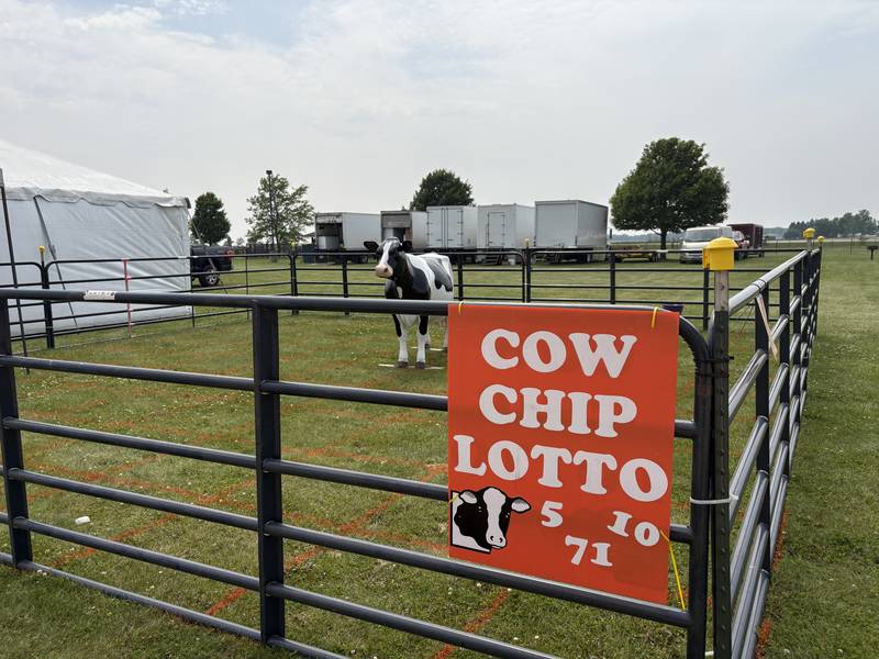 A cow in a field for Cow Chip Lotto during Harvard Milk Days June 7, 2025.