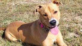 Brains? Beauty? Young dog has it all for forever family