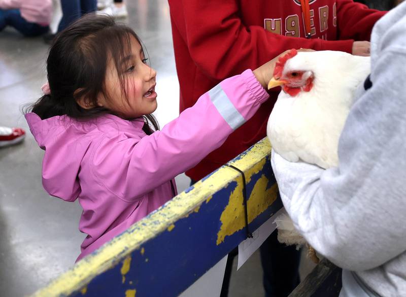 Bella Gonzalez, 5, from Sycamore, pets a chicken Wednesday, Feb. 25, 2026, during the DeKalb High School FFA Barnyard Zoo. The event was open to the public and offered the chance to learn about farming and see farm animals up close.