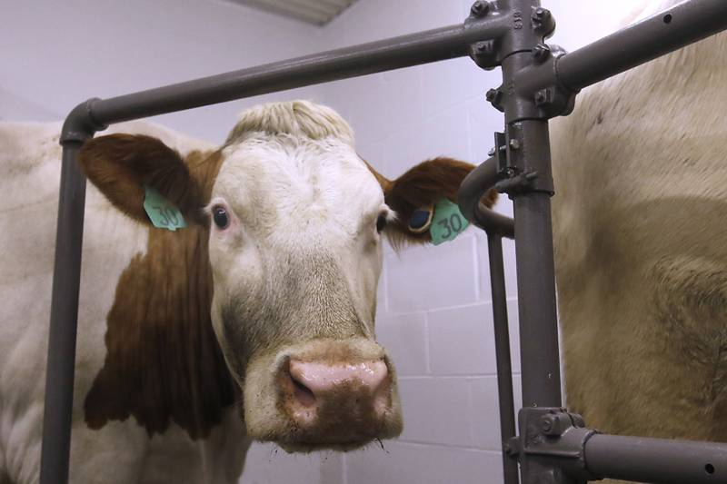 one of the Bull Valley Farms’s herd of cows on waits to be milked on Friday, March 10, 2023. The farm recently started bottling their own milk under the Cow Valley Creamery label.