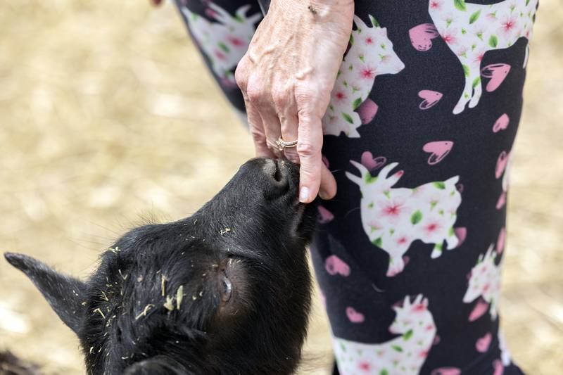 Raven, a mini silky goat, suckles at Abby’s fingers on the farm Tuesday, June 6, 2023.