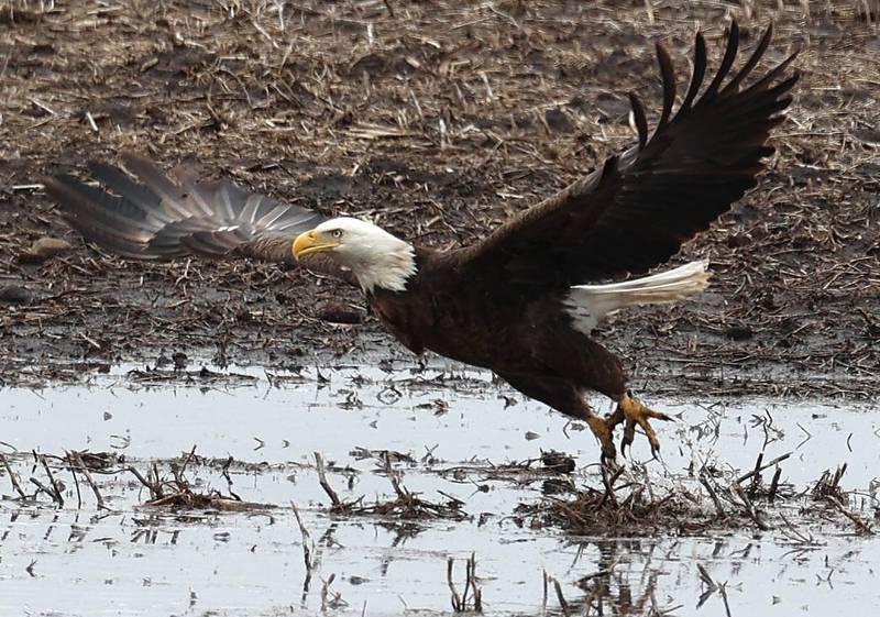A bald eagle takes off from a puddle Tuesday, March 5, 2024, in a farmers field near Bethany Road in DeKalb. The heavy rains recently have created a lot of standing water in the fields in the area.