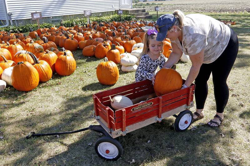 Reagan Dorfman, 4, of McHenry, and her mother Karyn, put a pumpkin in a wagon as they elect pumpkins on Thursday Sept. 26, 2024, at Schwind’s Farm Stand on Keystone Road near Richmond.