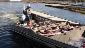 Photos: IDNR nets invasive fish near Starved Rock