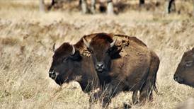 McHenry County Conservation’s bison reintroduction project considered a success