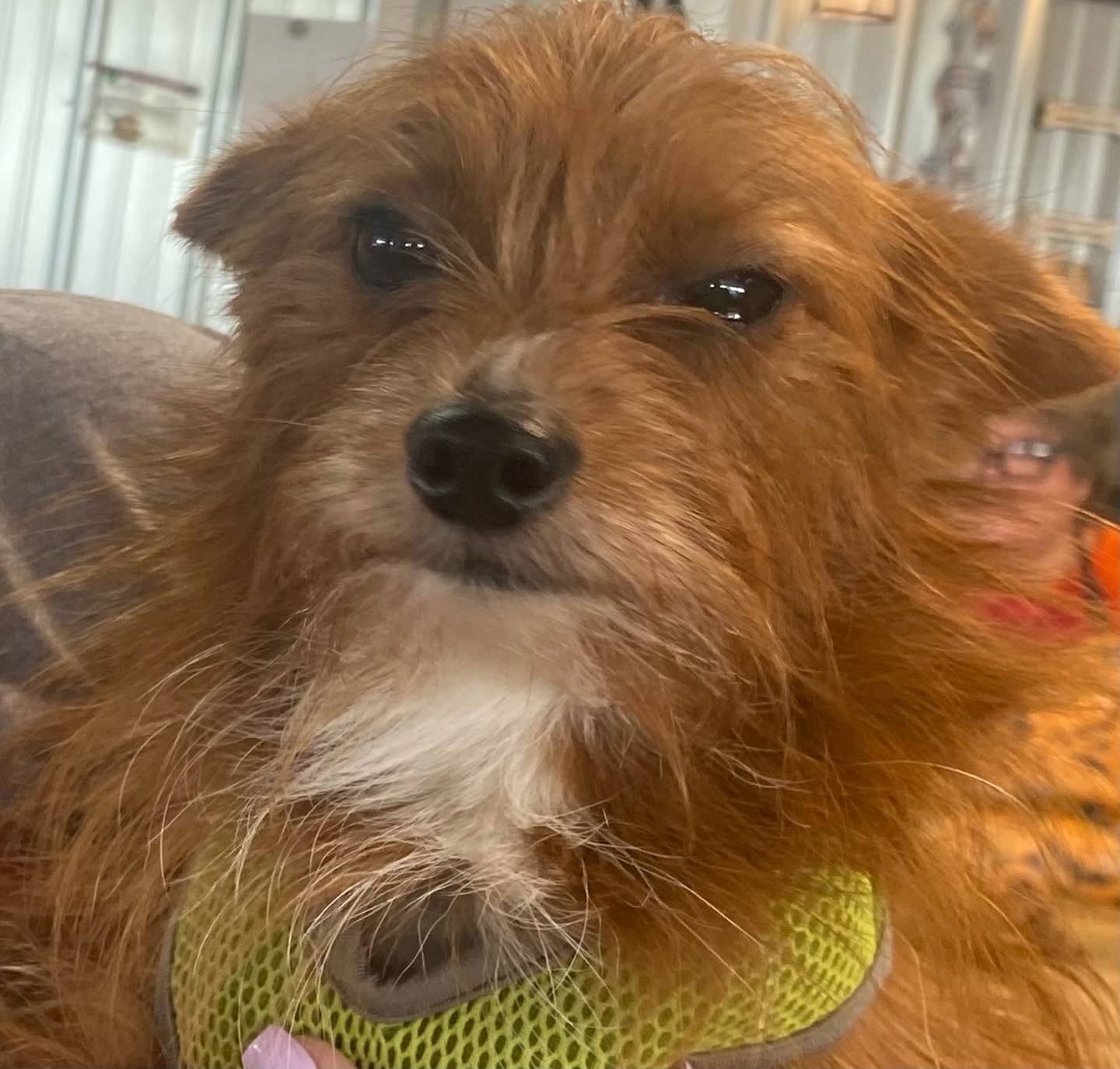 Sugar is a 2-year-old papillion-yorkie mix. She would do best in a home with older children in a quiet home. Cookie came from a home with a lot of other dogs, she needs compassion from a family willing to allow her to come out of her shell. For more information on Cookie, visit justanimals.org or call 815-448-2510.