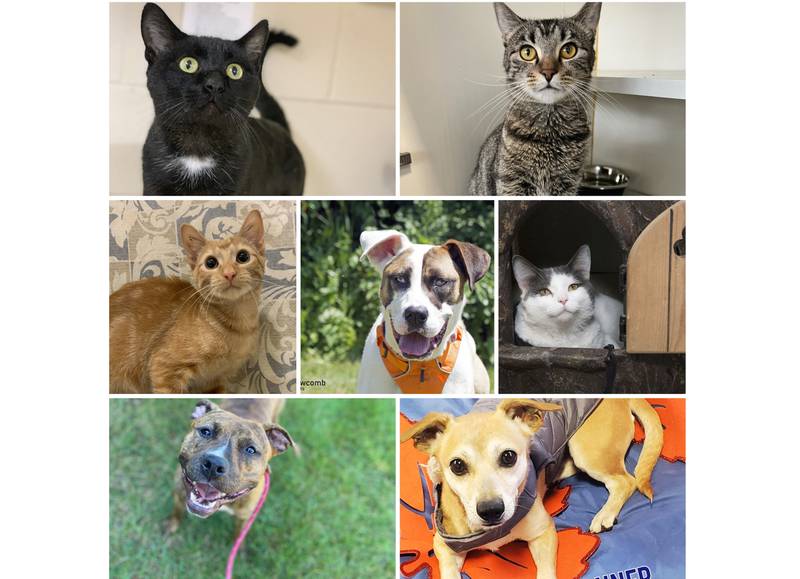 The Herald-News presents this week’s Pets of the Week. Read the description of each pet to find out about that pet, including where he or she can be adopted.