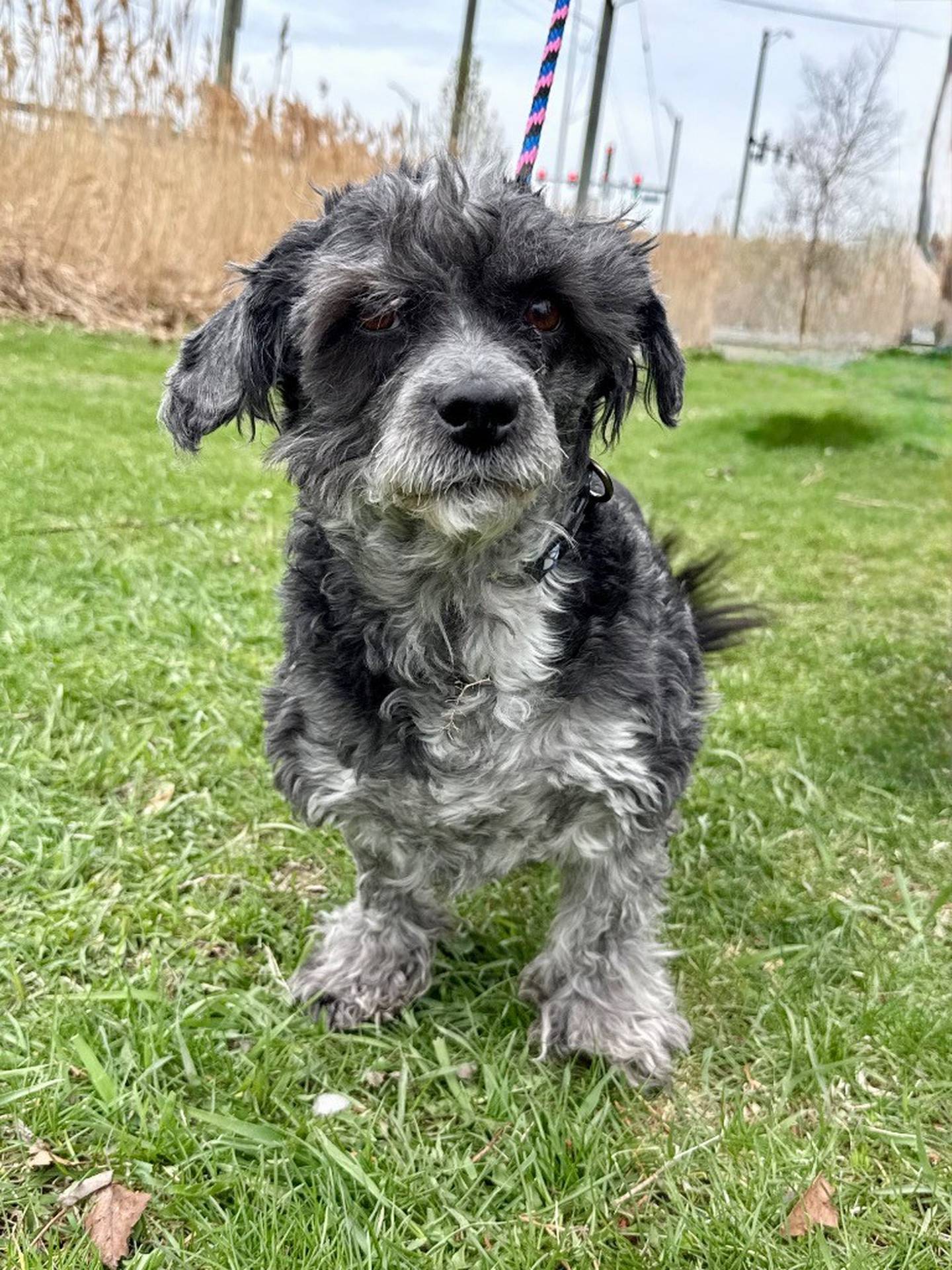 Archie is 25-pound, 5-year-old poodle/schnauzer-type mix. He was found as a stray and went unclaimed. Archie is playful and loves walks, sniffing around, and being with people. He’s stressed at the shelter and isn’t a fan of the crate. Archie needs a patient home without cats or young children, so he can decompress and relax and show his sweet, silly personality. So far, Archie has done OK with other friendly dogs similar in size. He is also three weeks post-FHO hip surgery and healing incredibly well. To meet Archie, email the Will County Humane Society at willcountyhumane.com and follow the instructions for the adoption process.