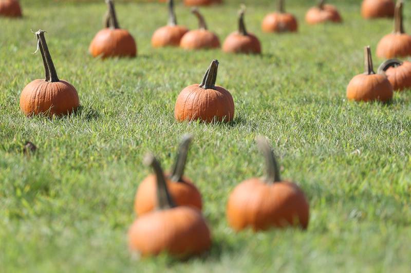 Pumpkins sit in a field at the Autumn Family Fun Fest on Saturday, Sept. 23, 2023 in Plainfield.