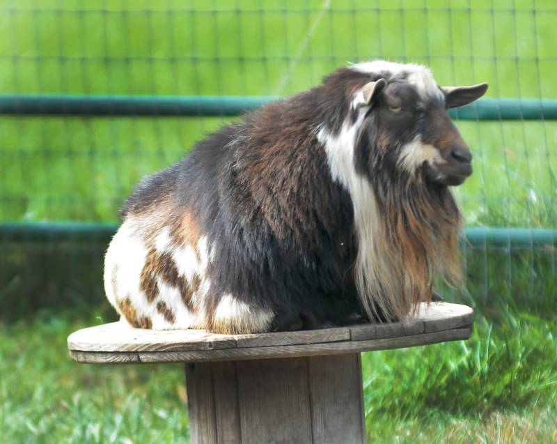 A male Nigerian dwarf goat sits on top of a wooden wire spool watching visitors that came out to Ponto Ranch during the Ogle County Farm Stroll on Sunday, Oct. 12, 2025. Ponto Ranch is located on Blind Road, northeast of Chana, and is owned and operated by Tim and Dede Ponto.