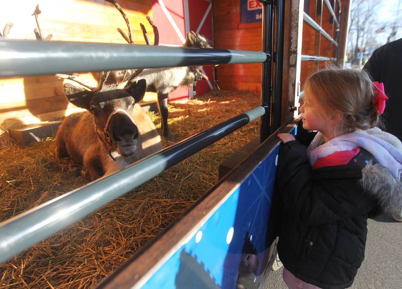 Candace H. Johnson for Shaw Local News Network
Andrina Bush, 5, of Wauconda looks at a reindeer named, Dasher, with Santa's Village Magic Reindeer Express during Holiday Walk on Main in Wauconda. The event was sponsored by the Wauconda Area Chamber of Commerce. (12/4/22)