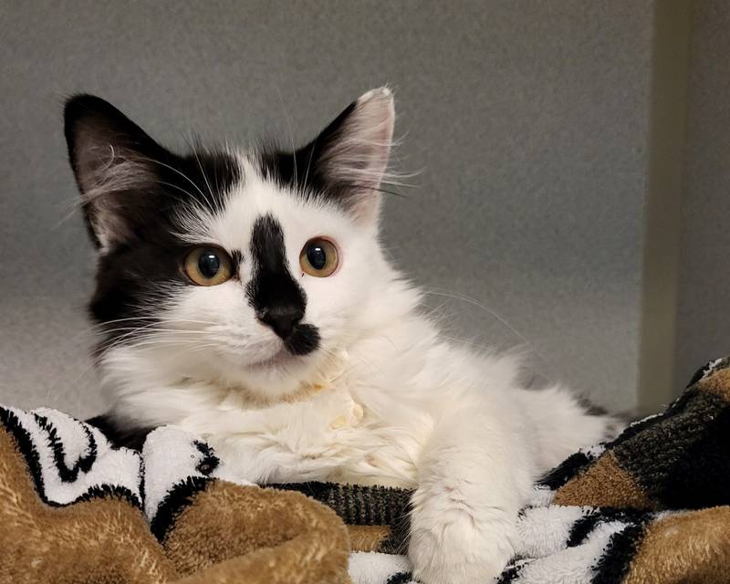 Melina is Save-A-Pet's pet of the week for June 22, 2023.