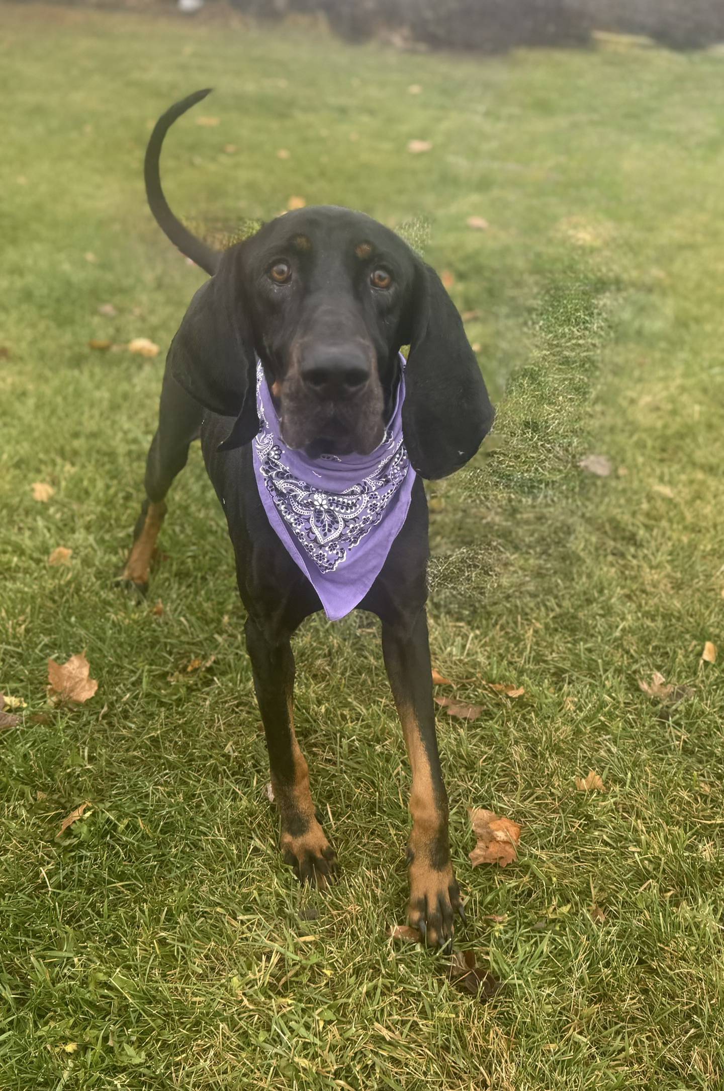 Smokey is a 5-year-old, 80-pound coonhound who came to NAWS from Tennessee, confused, scared and heartworm-positive. NAWS will cover all of his treatment, but he does need peace, comfort and a quiet place to heal. Smokey is sweet and gentle. He loves short walks and being close to people who make him feel safe. To meet Smokey, email Dogadoption@nawsus.org Visit nawsus.org.