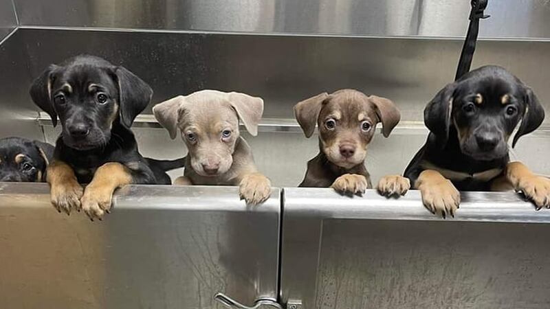 Tails Humane Society new bath station provided by the DeKalb County Community Foundation.