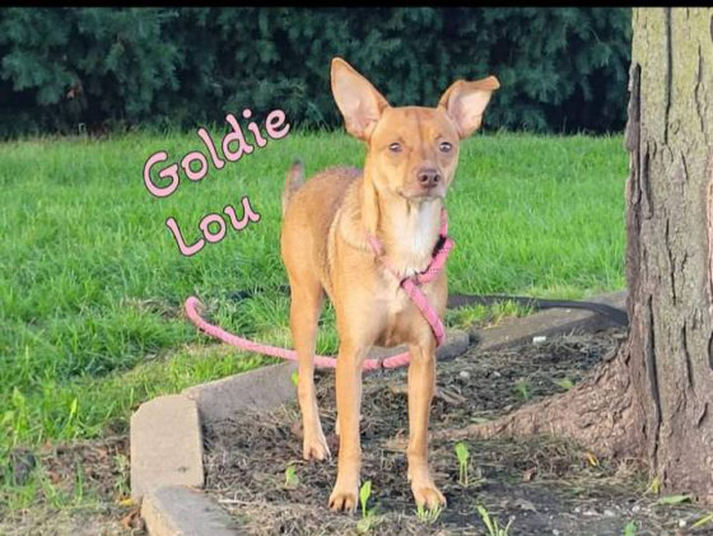 Goldie Lou is super sweet and keeps her kennel clean. To meet Goldie Lou, call Hopeful Tails Animal Rescue at 779-206-2132 or email hopefultailsadoptions@outlook.com. Visit hopefultailsanimalrescue.org.