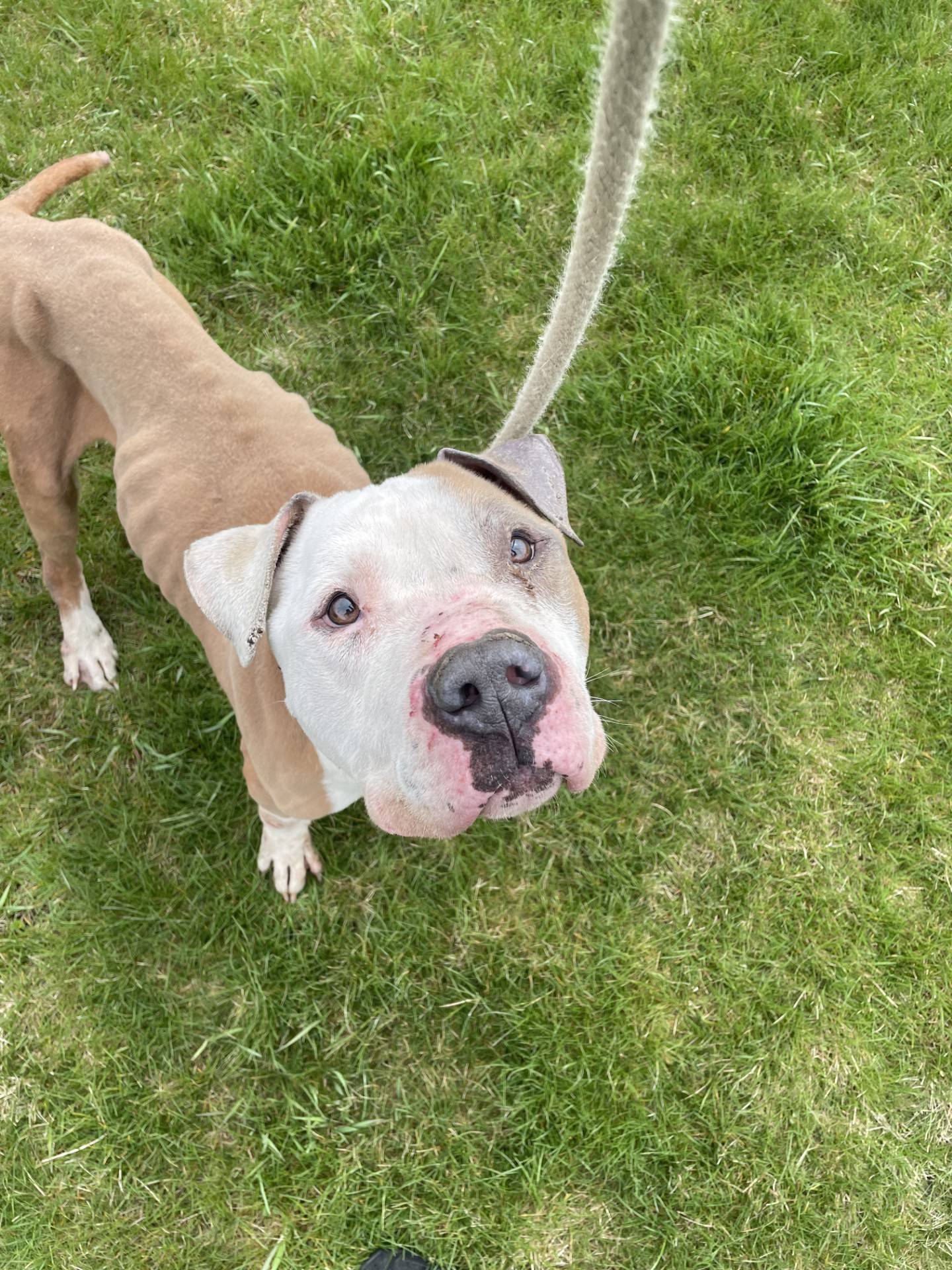 Capone is a 7-year-old, happy-go-lucky terrier mix. He is very sweet and likes to meet new people. He came to NAWS very thin and is now very food motivated. He needs to be the only pet in a home.  He likes children but he is a large and strong, so older children are best. To meet Capone, email Dogadoption@nawsus.org. Visit nawsus.org.