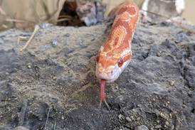 Herps, ticks and a forest discovery class await at St. Charles Park District