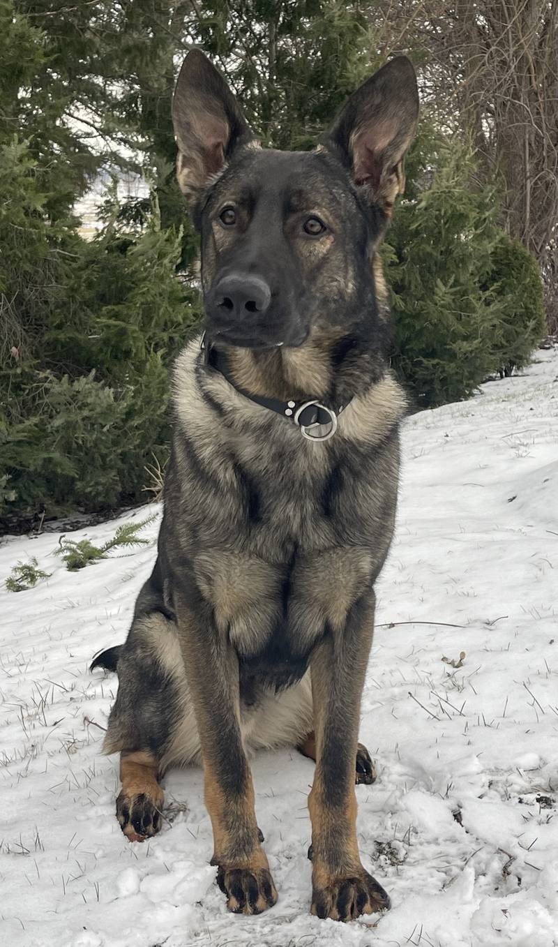 Lake County Sheriff John D. Idleburg is proud to announce that K9 Lux, a direct offspring of the late K9 Dax, has officially joined the Lake County Sheriff’s Office as its newest police canine.