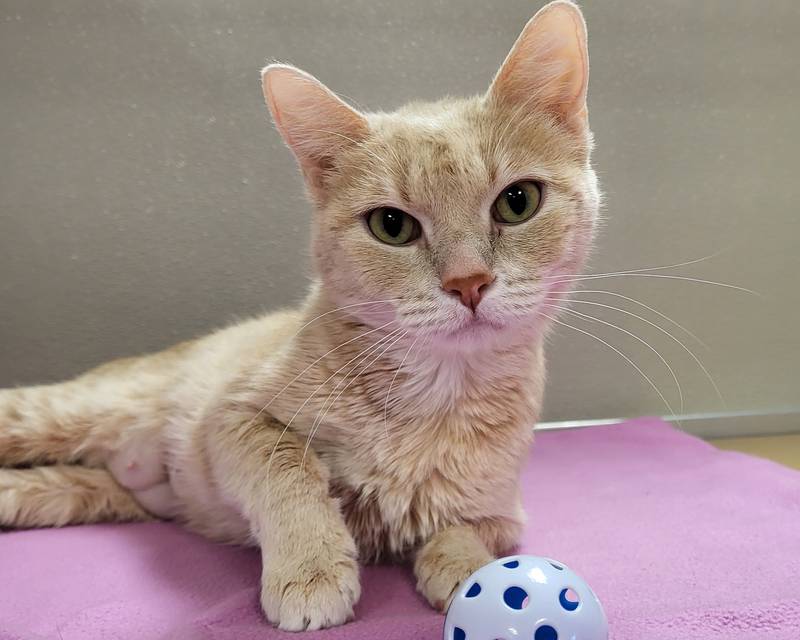 Jubilee is Save-A-Pet's pet of the week for July 20, 2023.