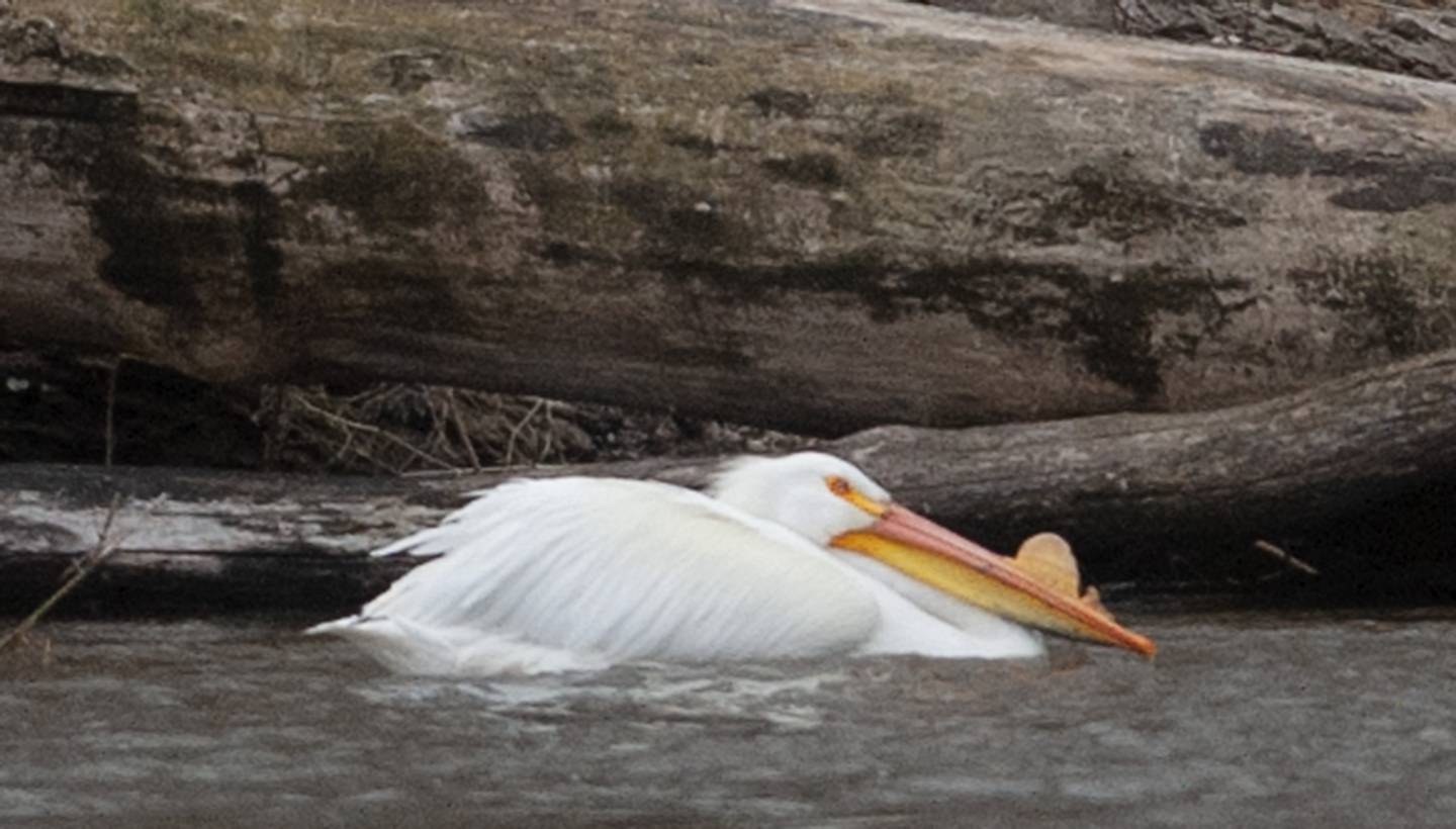 A white pelican floats on the water on a small island on the Fox River just east of the dam in Yorkville on Thursday, April 7, 2022.