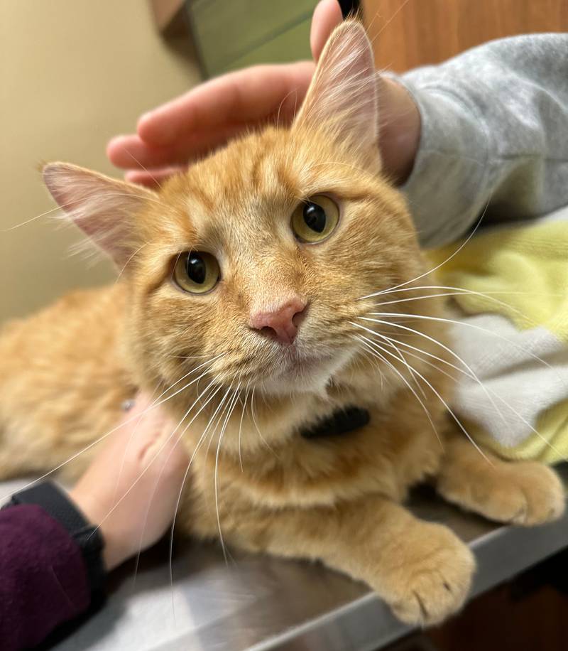 A 5-year-old cat named Timmy was shot Saturday morning, Nov. 9, 2024, in Crystal Lake. His owners want to know who did it and why. He is partially paralyzed from his injury.
