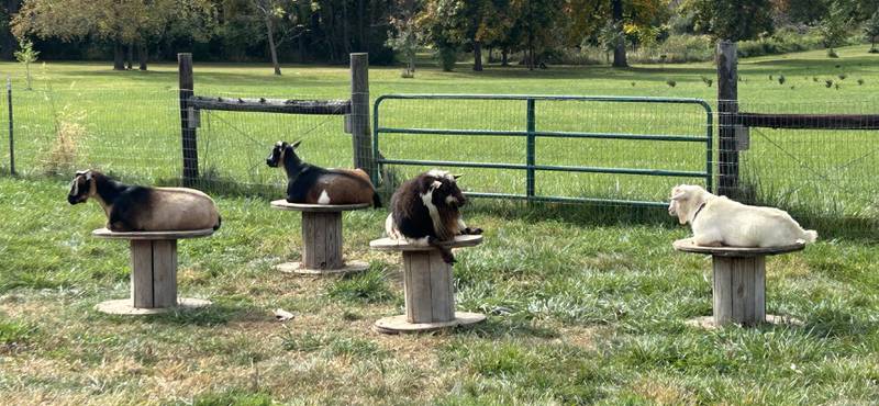 Nigerian dwarf dairy goats sit on wooden spools at Ponto Ranch during the Ogle County Farm Stroll on Sunday, Oct. 12, 2025.