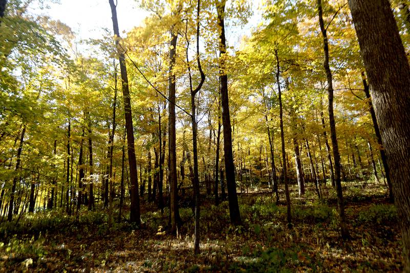 Leaves are falling at Johnson's Mound Forest Preserve in Elburn.
