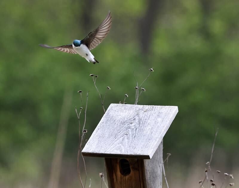 A tree swallow leaves its nesting box Friday, May 2, 2025, at Shabbona Lake State Park in Shabonna.