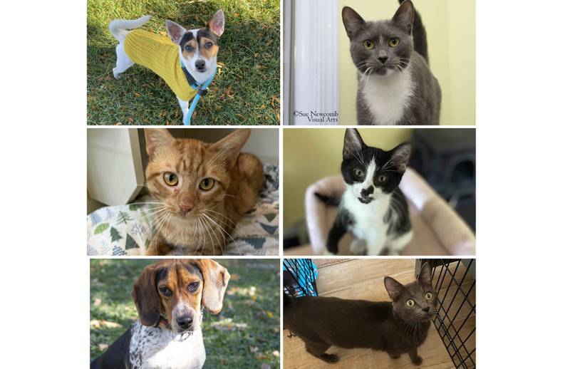 The Herald-News presents this week’s Pets of the Week. Read the description of each pet to find out about it, including where it can be adopted in Will County.
