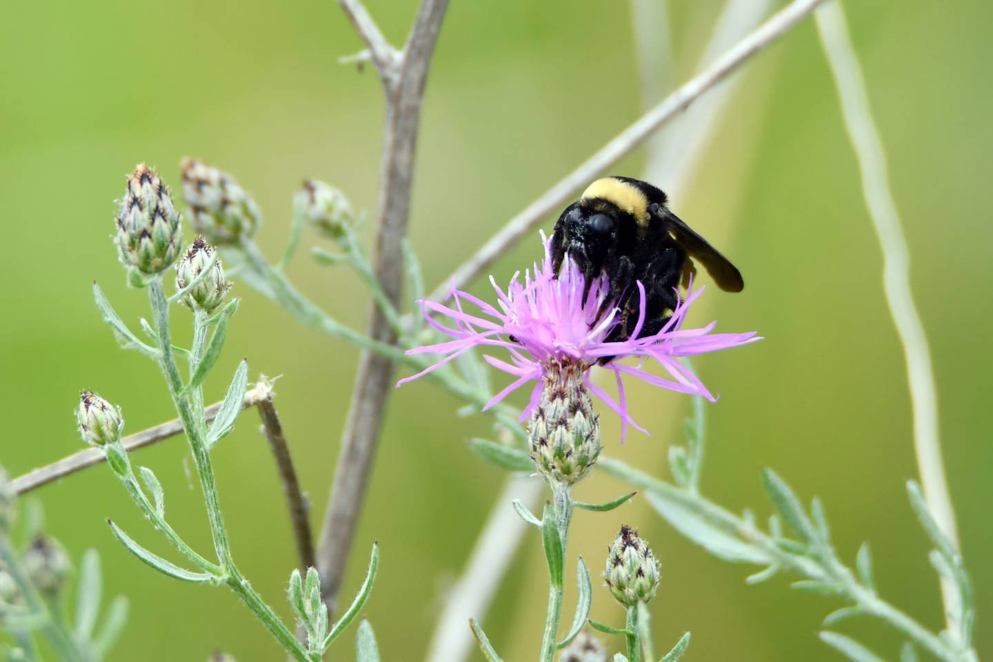 The Forest Preserve District of Will County has announced its event schedule for the week of June 17, 2024. Online registration is available at reconnectwithnature.org.