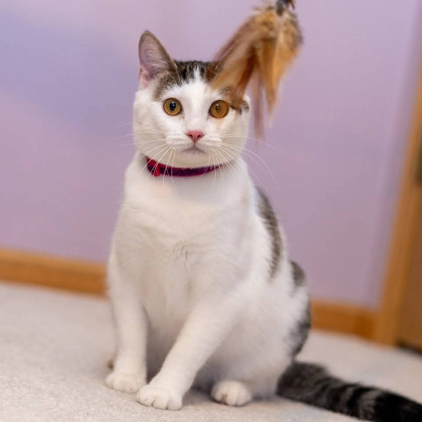Splish is an adventurous, playful and cuddly. She loves exploring, chasing toys, and enjoying her favorite treats. Splish is affectionate and always ready for snuggles after a day of play. To meet Splish, visit ForgetMeNotRescue.com/adoptables.