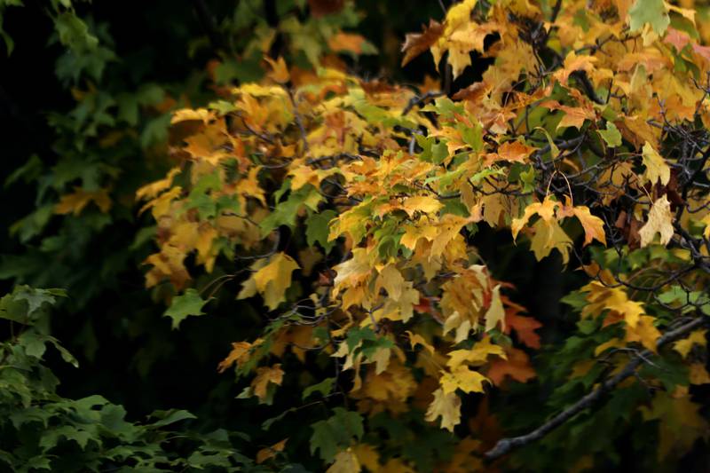 A few leaves on a Maple tree near Harvard start turn yellow on Thursday, Sept. 7, 2023. Fall colors are just starting to show up in McHenry County.
