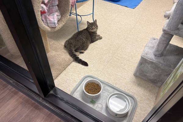 McHenry County Department of Health refurbishes, reopens Crystal Lake clinic, animal control HQ