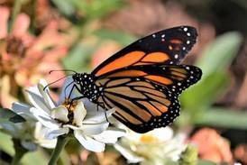 Romeoville continues work to preserve monarch butterfly 