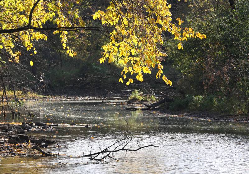 The Kishwaukee River flows through the autumn trees Tuesday, Oct. 24, 2023, in DeKalb.