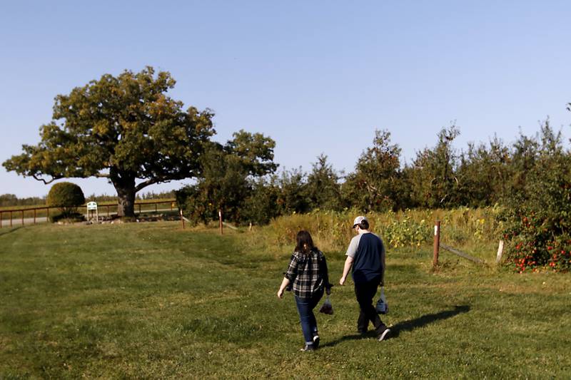 Kelsey Moersfelder and Vincent Wise, both of Huntley, walk on Thursday, Oct. 10, 2024, as they pick apples at the Royal Oak Farm Apple Orchard in Harvard.