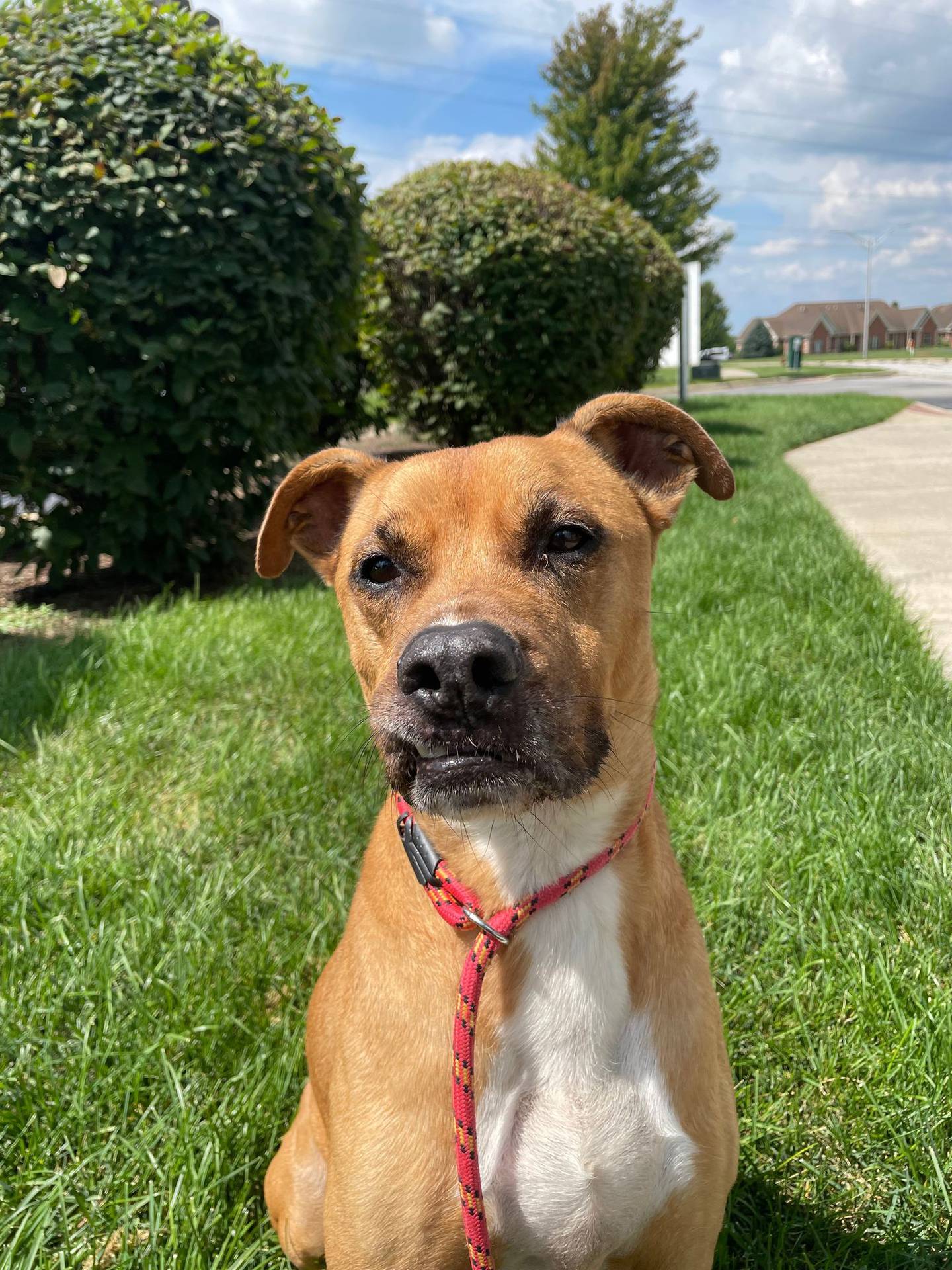 Aries is an 8-year-old mixed breed that was found as a stray.  He would be a good fit for someone looking for an active adult dog that is past the puppy stage. Aries likes walks and playing with toys. He does well with laid-back dogs, knows his basic commands and is potty-trained. To meet Aries, email Victoria at victoria@nawsus.org.