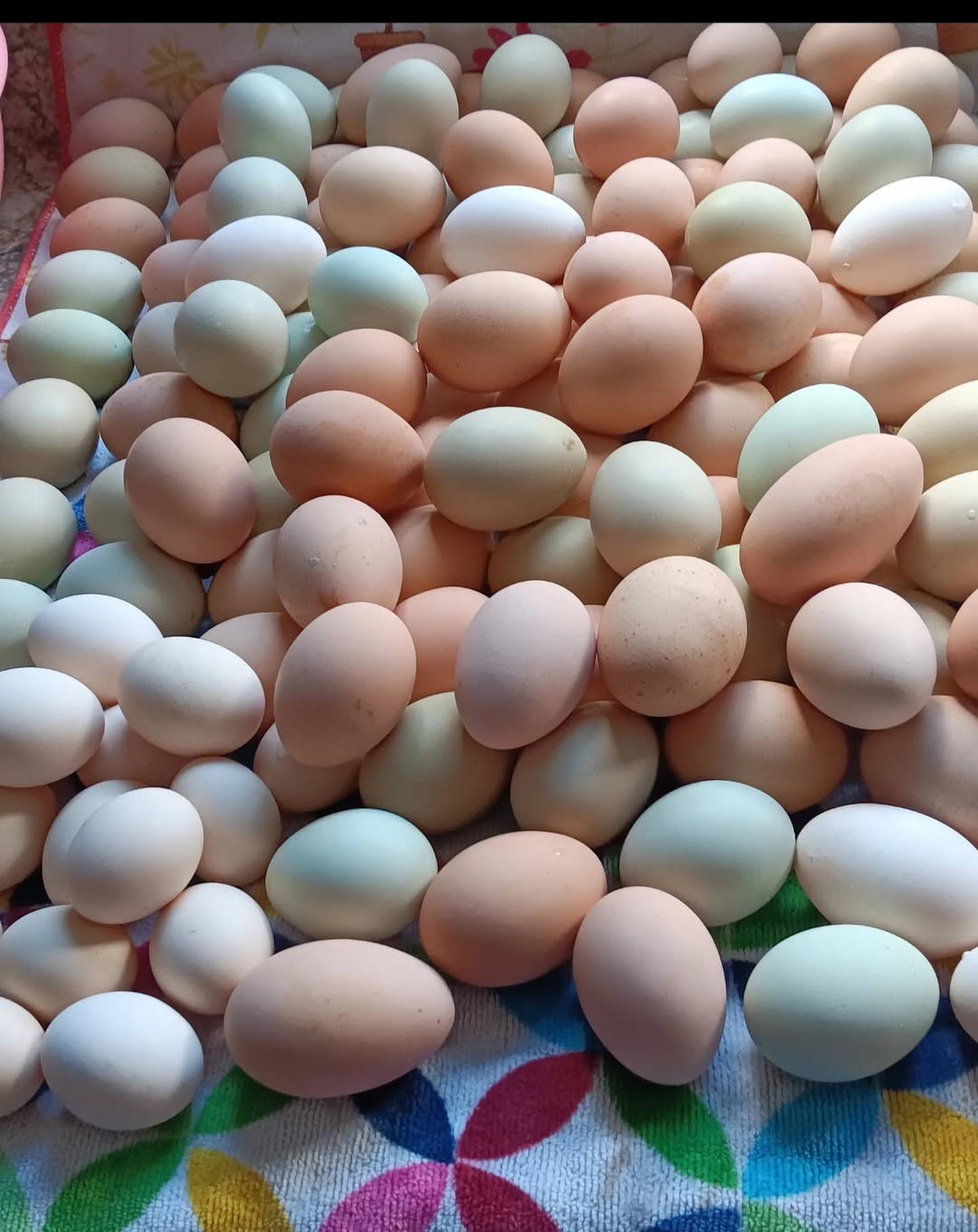 Tim and Elizabeth's eggs used for egg salad.