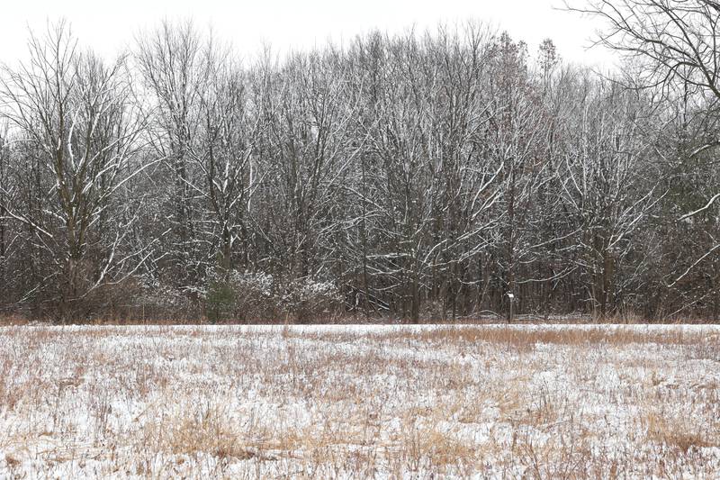 Snow frosted the trees Friday, March 10, 2023, at Shabbona Lake State Park in Shabbona. Snow over night in DeKalb County resulted in a dusting to four inches depending on where you were at.