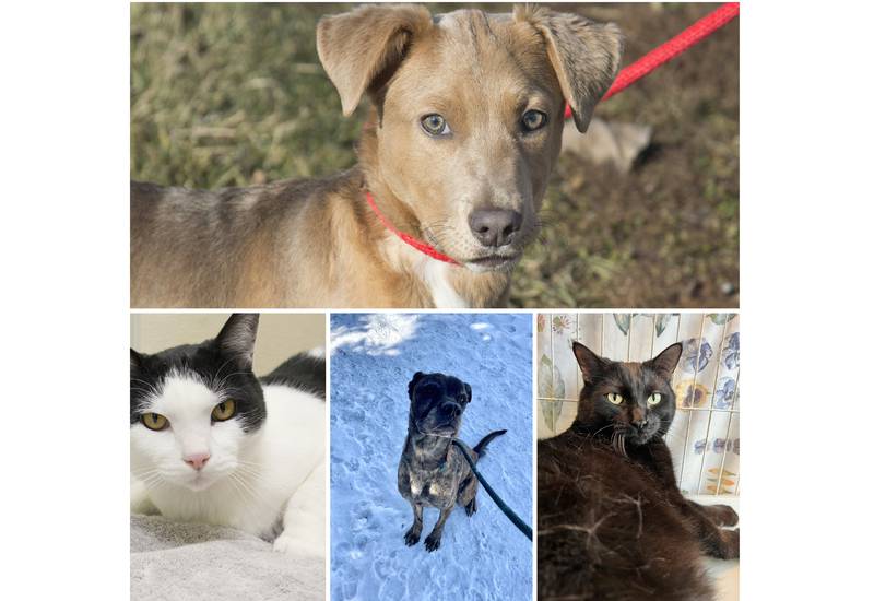 The Herald-News presents this week’s Pets of the Week. Read the description of each pet to find out about that pet, including where he or she can be adopted