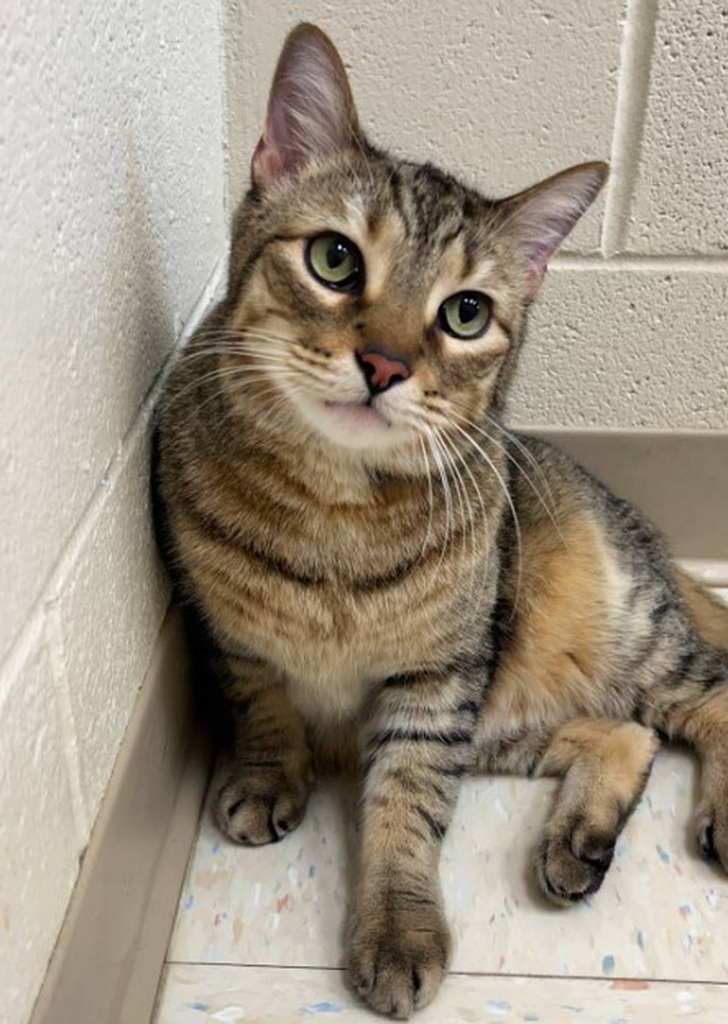 Boris is an affectionate 5-year-old tabby. He loves to give head butts, snuggled on people’s chests and sit on laps while people type. Boris loves his kitty kasa and will venture out to greet people when they approach his cage. To meet Boris, call Joliet Township Animal Control at 815-725-0333.