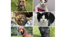 Pets of the Week: Oct. 2, 2023