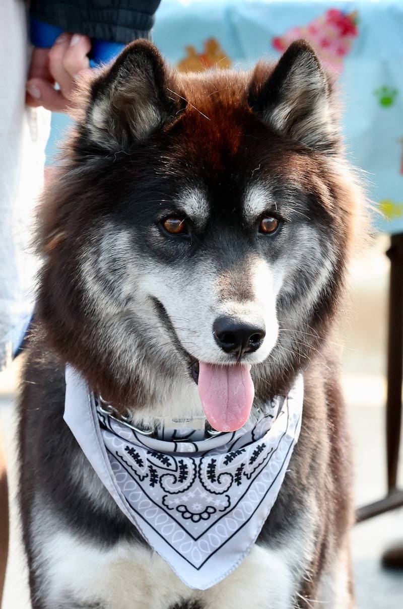 Greenfield Retirement Home in Princeton hosted a Paws on Park Avenue to entertain its residents on Saturday, May 31.