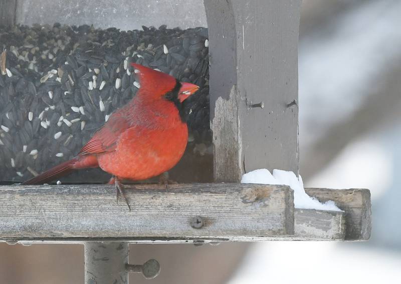 A cardinal takes two kernels of safflower seed in its beak as it visits a bird feeder in an Ogle County yard.