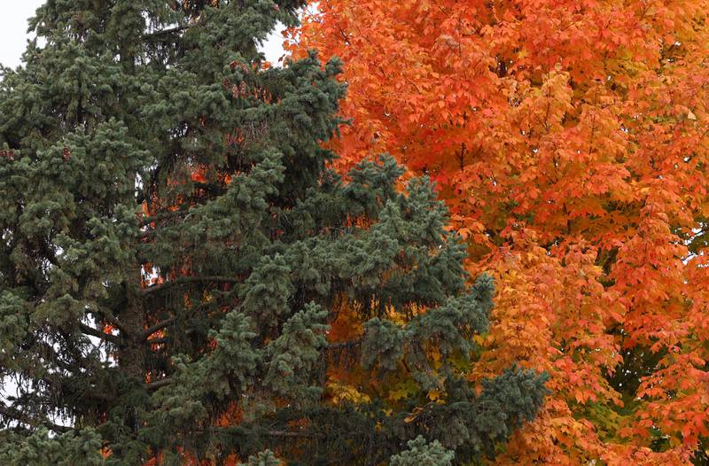 A pine tree is set against a fall phase maple tree Tuesday, Oct. 22, 2024, in DeKalb.