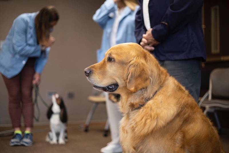 Edward-Elmhurst Health is recruiting new dogs for its Animal-Assisted Therapy program which has made more than 240,000 patient visits since it began in 2002.