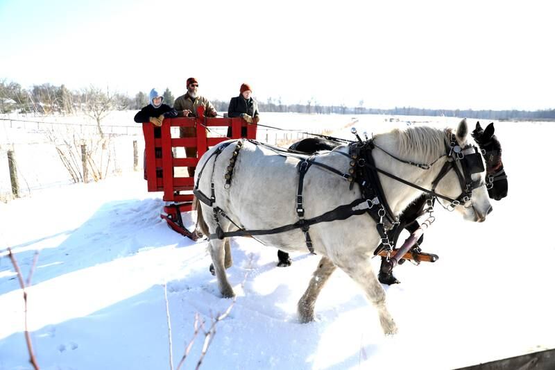 Matt Dehnart, historical farming program specialist, leads draft horses Bob (right) and Paul as Lisa Carpenter, historical farming program coordinator ((left) and Emaly Allison, heritage interpreter, ride the bob sled alongside him through Kline Creek Farm in West Chicago. The farm offers its Farmlife in Winter program Thursdays through Mondays.