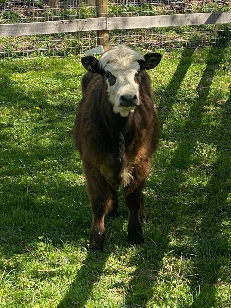 Blossom, an 8-month-old Scottish highland and Hereford mix heifer bovine, is now safely at Woodstock's Hooved Animal Humane Society. She was rescued in April 27 in Niles, following senior prank gone wrong.